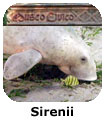 Sirenii